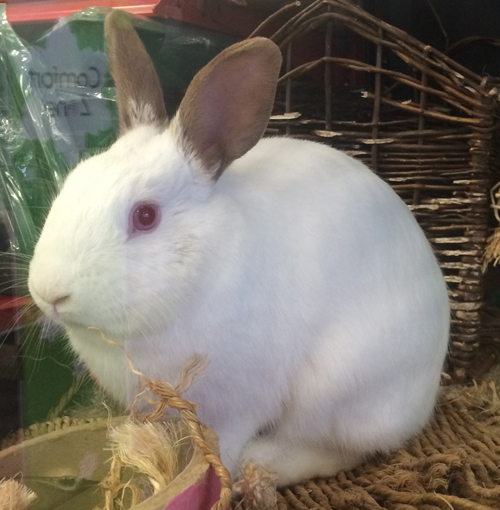 Adoptable bunnies at Rabbit Rescue Shelter
