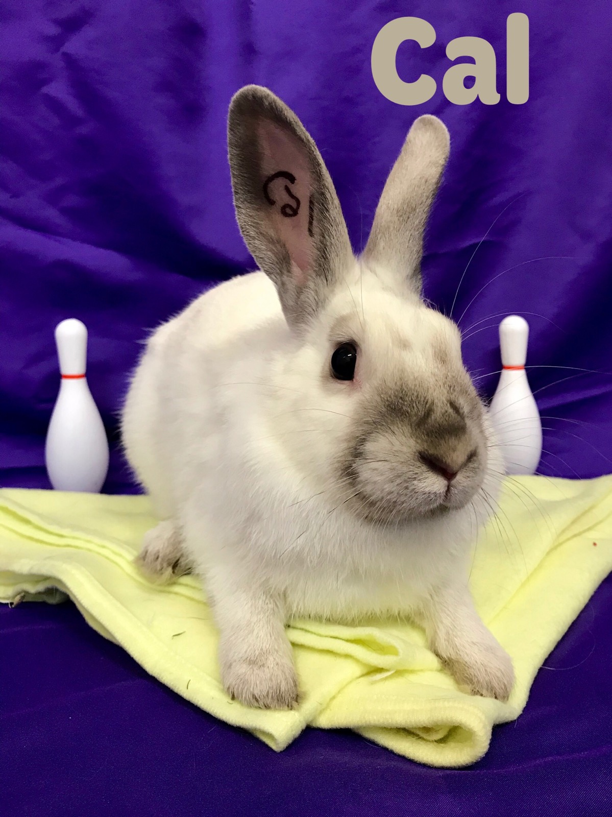 Adoptable bunnies at Rabbit Rescue Shelter