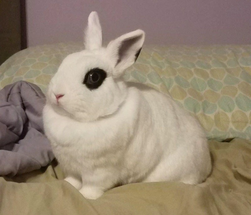 Adoptable bunnies at Rabbit Rescue Shelter