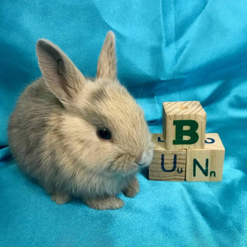 Adoptable bunnies at Rabbit Rescue Shelter