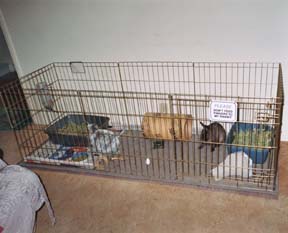 an exercise pen set up for 2 bunnies