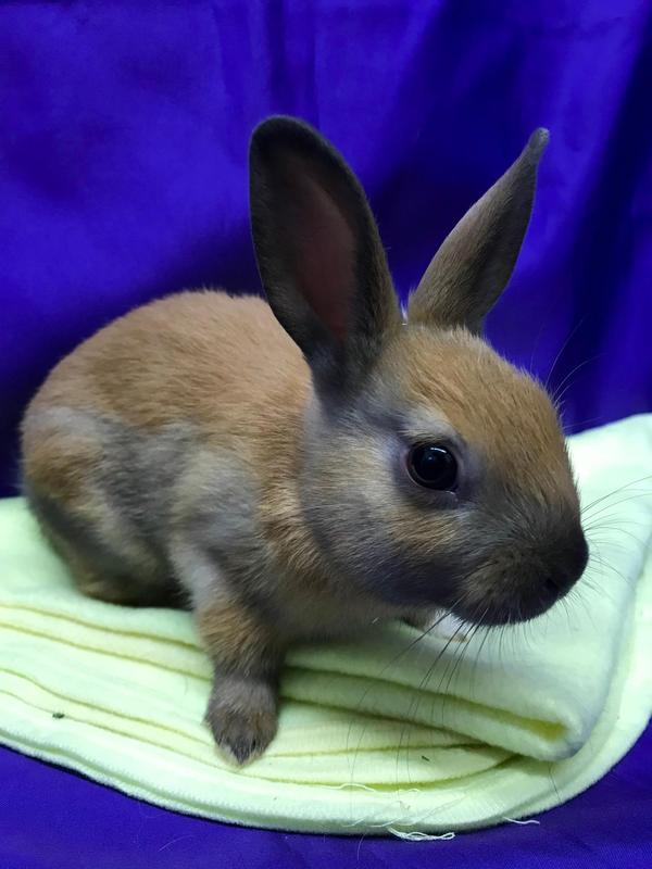 Adoptable bunnies at Rabbit Rescue Shelter