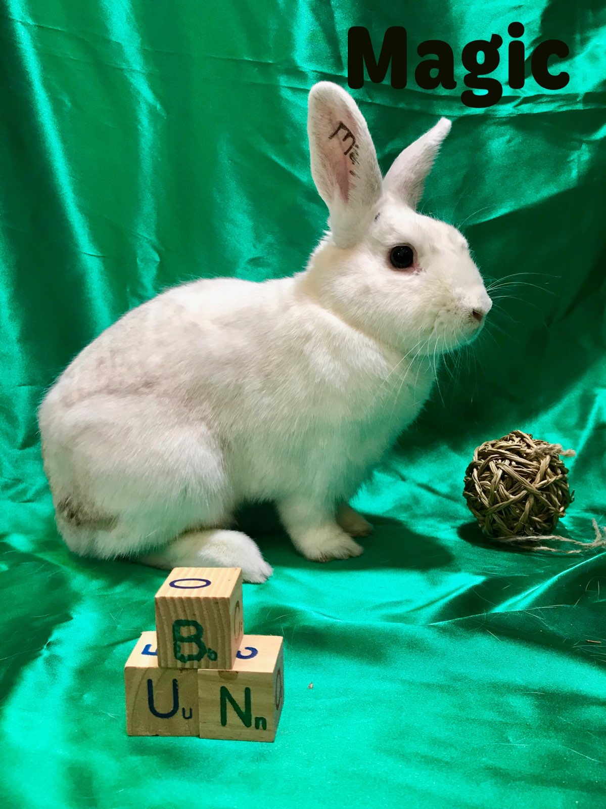 Adoptable bunnies at Rabbit Rescue Shelter