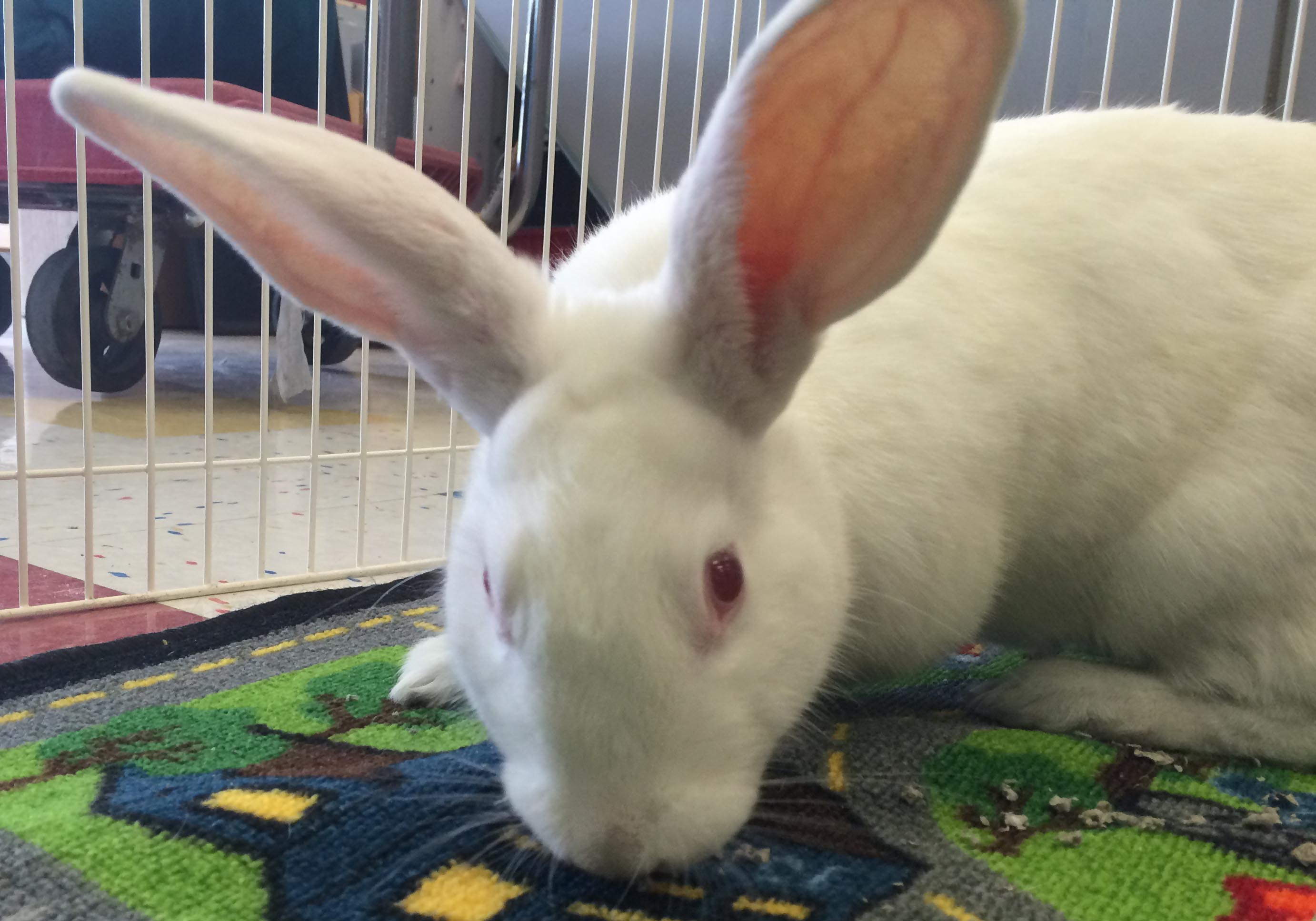 Adoptable bunnies at Rabbit Rescue Shelter