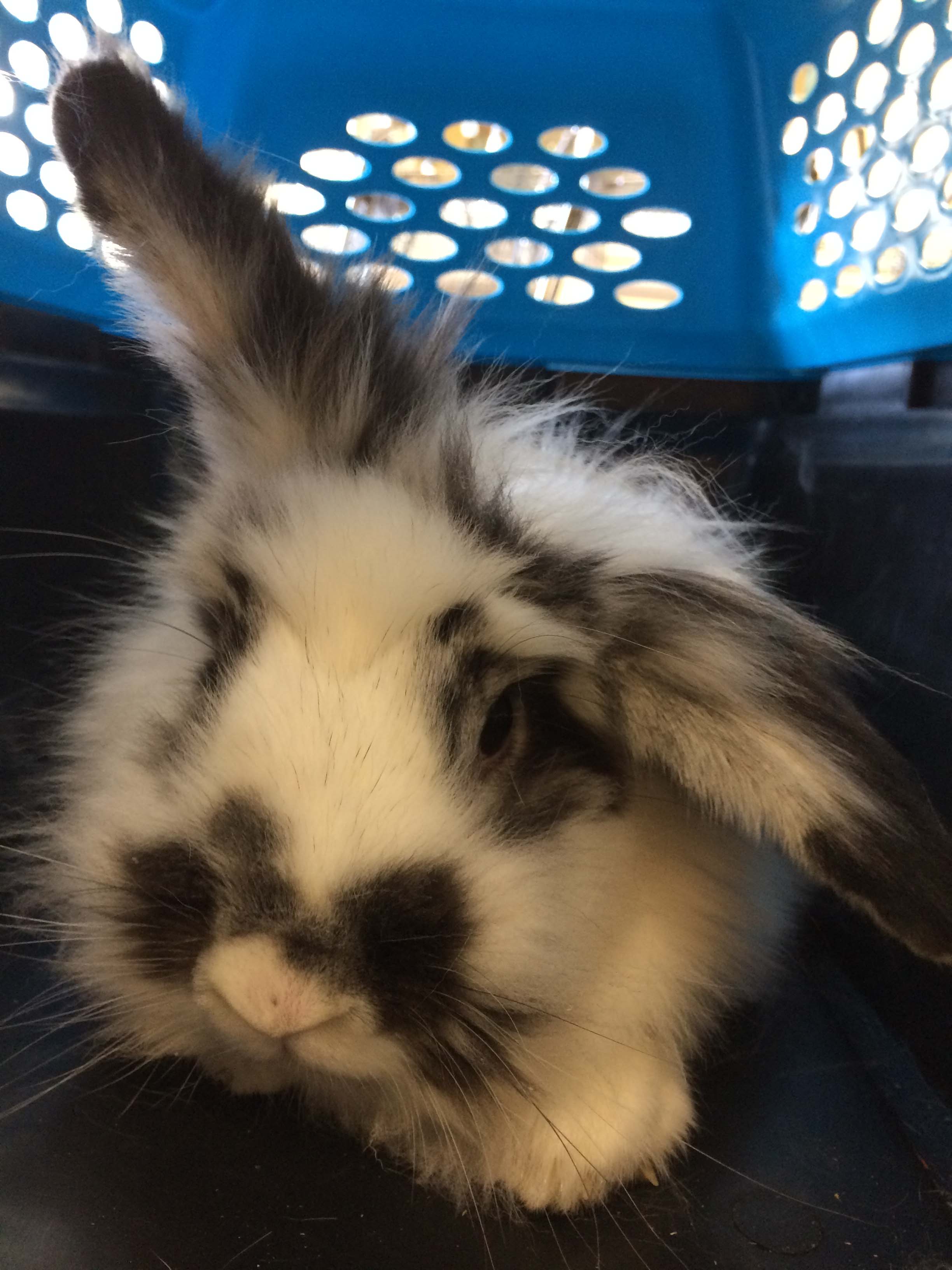 Adoptable bunnies at Rabbit Rescue Shelter