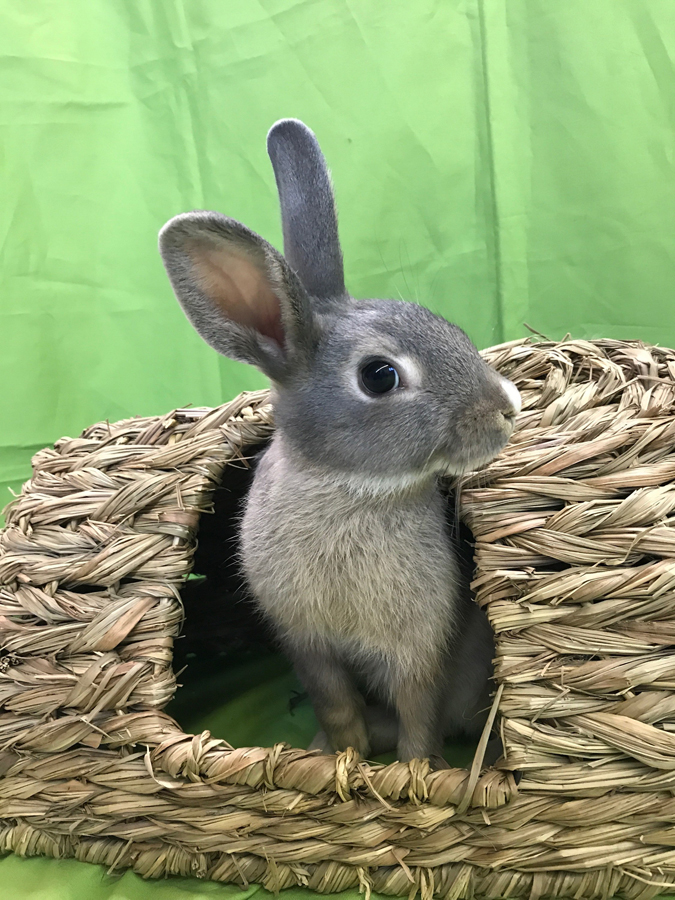 Adoptable bunnies at Rabbit Rescue Shelter