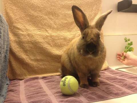 rabbit with tennis ball and parsley