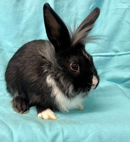 Adoptable bunnies at Rabbit Rescue Shelter