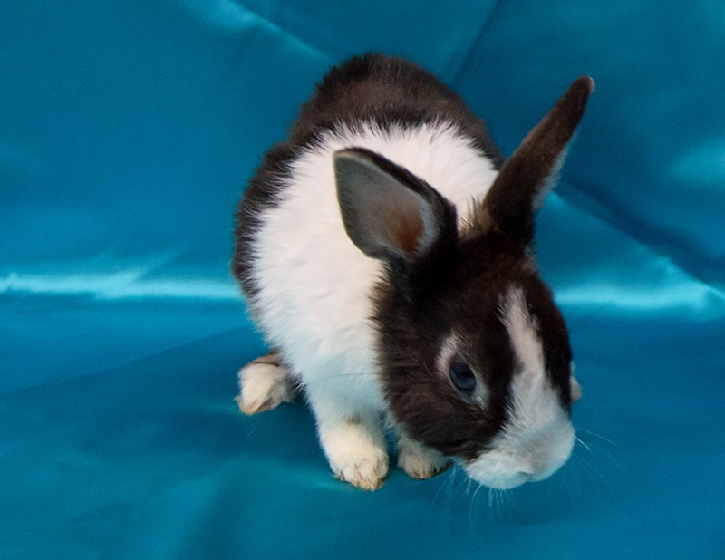 Adoptable bunnies at Rabbit Rescue Shelter