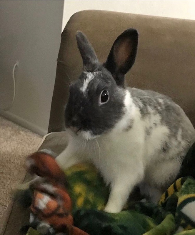 Adoptable bunnies at Rabbit Rescue Shelter
