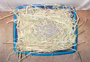a typical litterbox