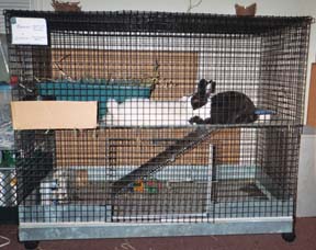 two-story condo for bunny