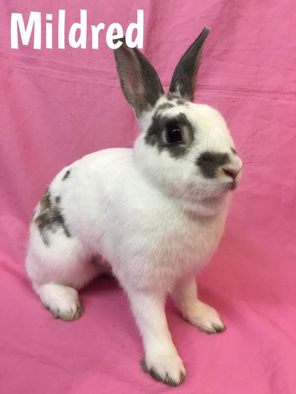 Adoptable bunnies at Rabbit Rescue Shelter
