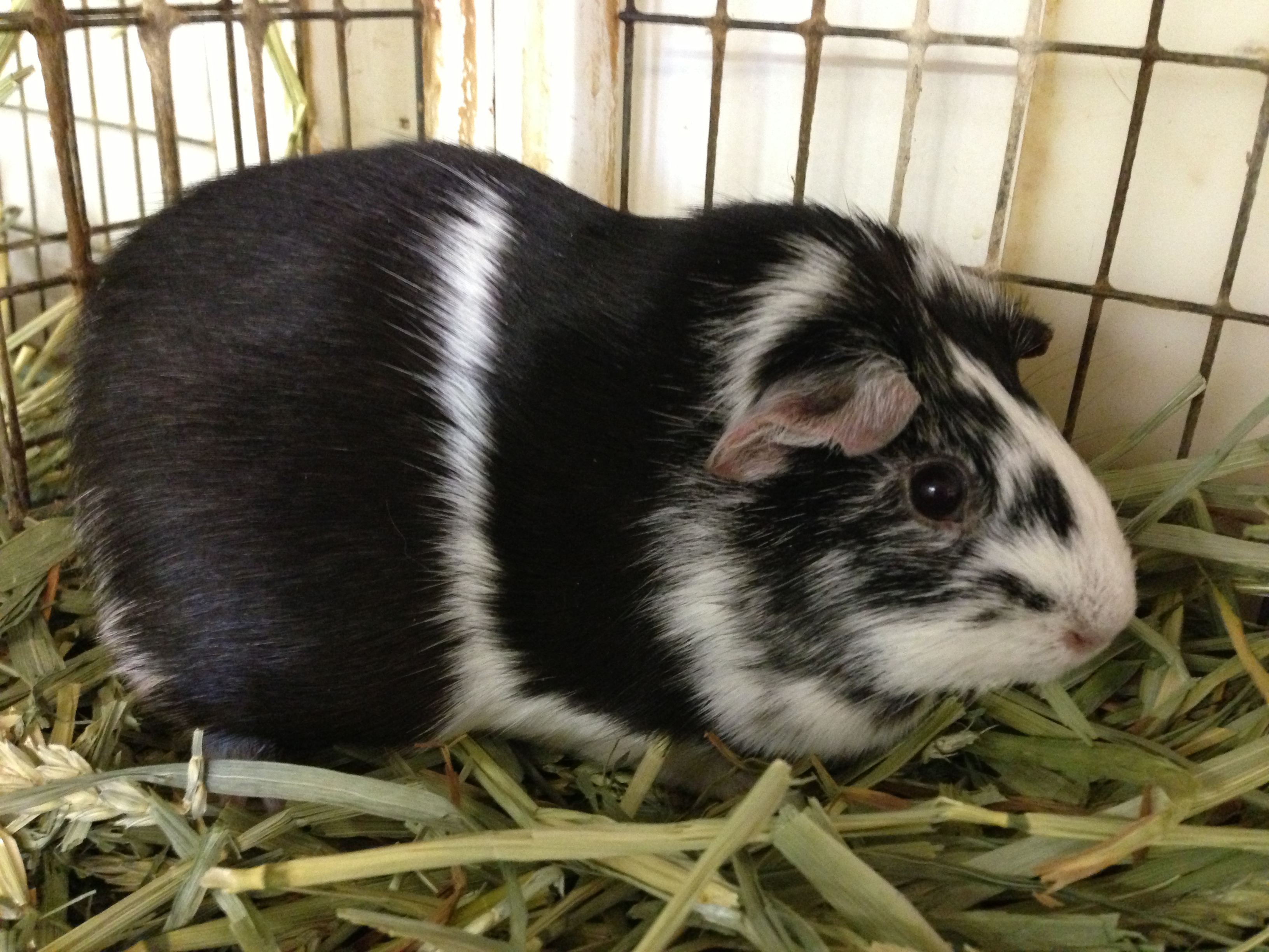 Adoptable guinea pigs