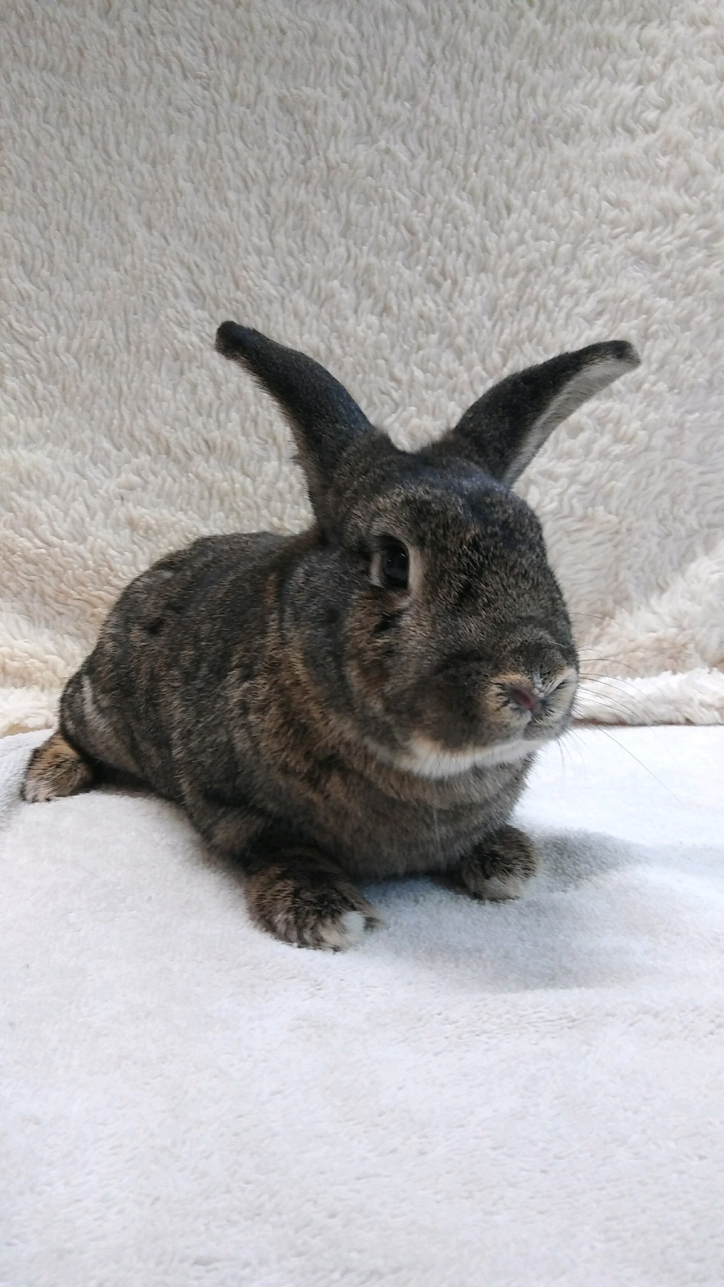 Adoptable bunnies at Rabbit Rescue Shelter